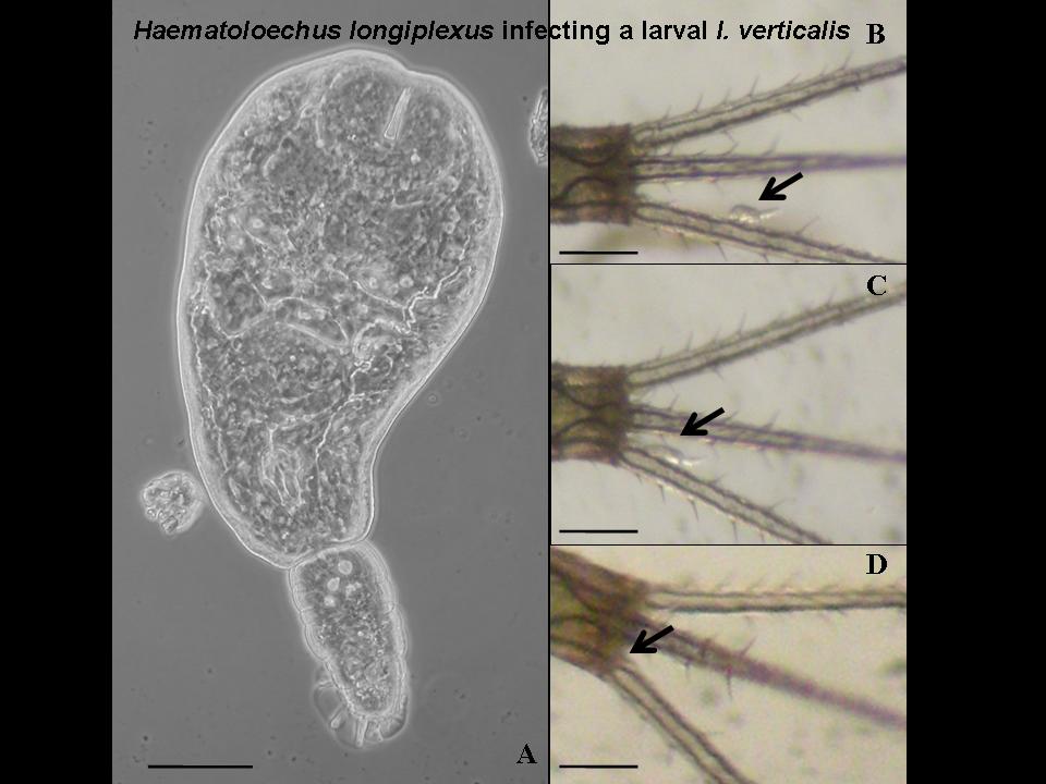 Haematoloechus longiplexus penetration