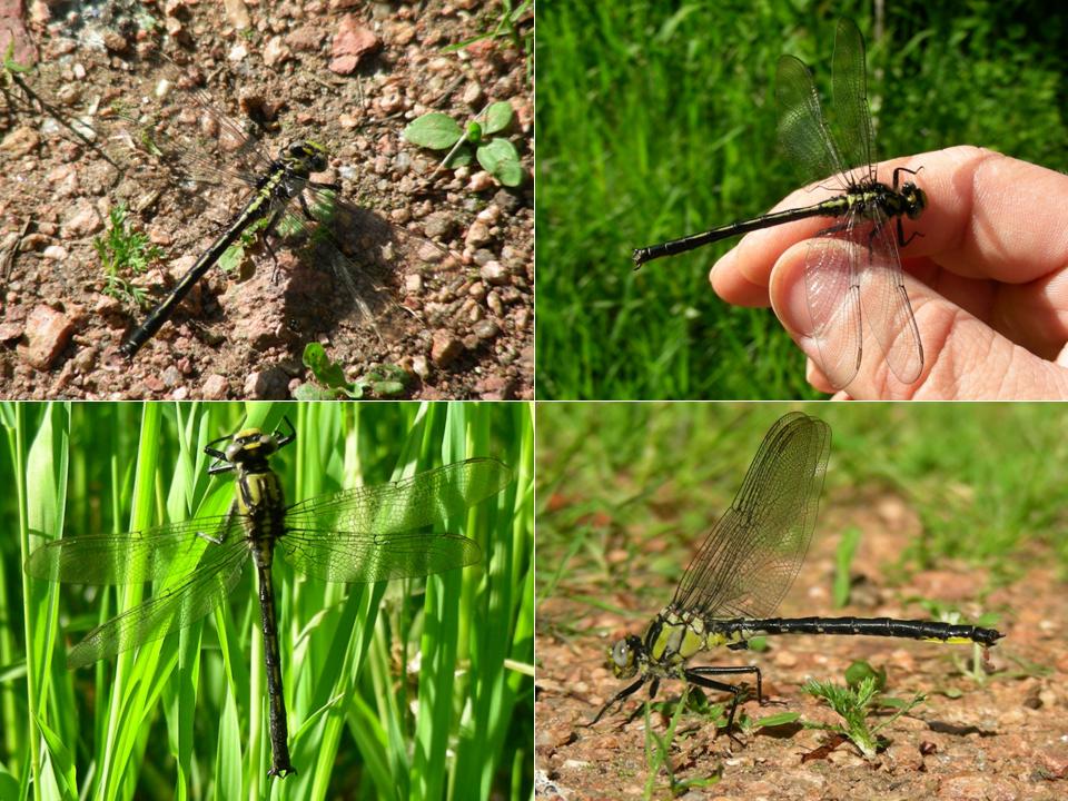 Male Lilypad Clubtail (Arigomphus furcifer) WI