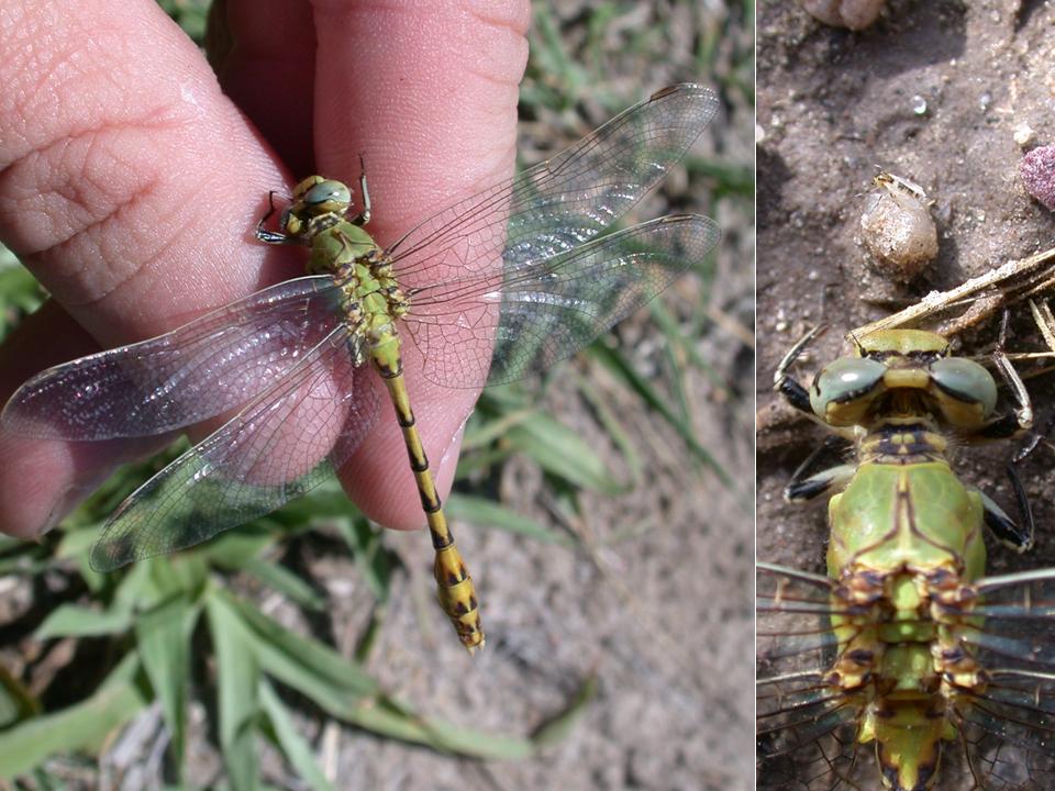 Male Pale Snaketail (Ophiogomphus severus) NE