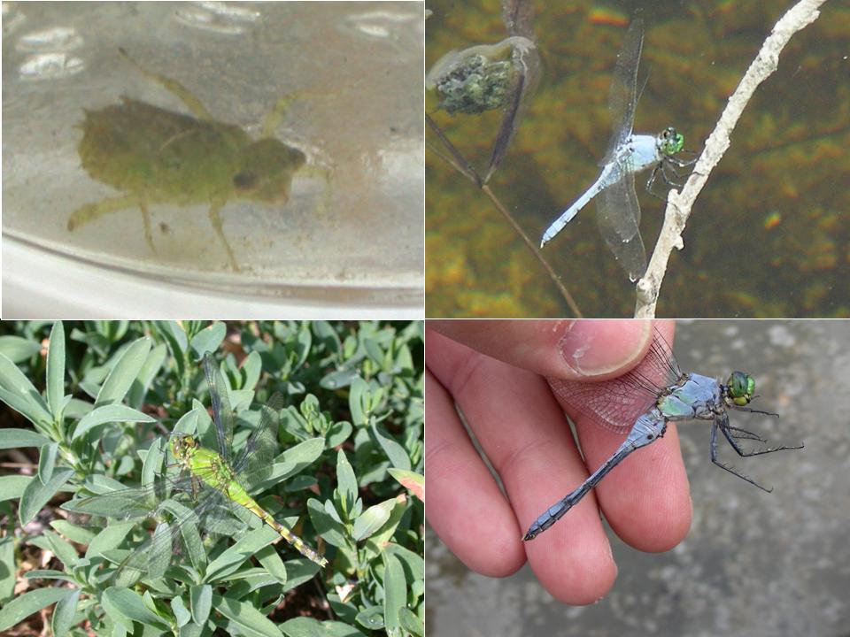 Larva, Teneral and Mature Male Eastern Pondhawk (Erythemis simplicicollis) NE