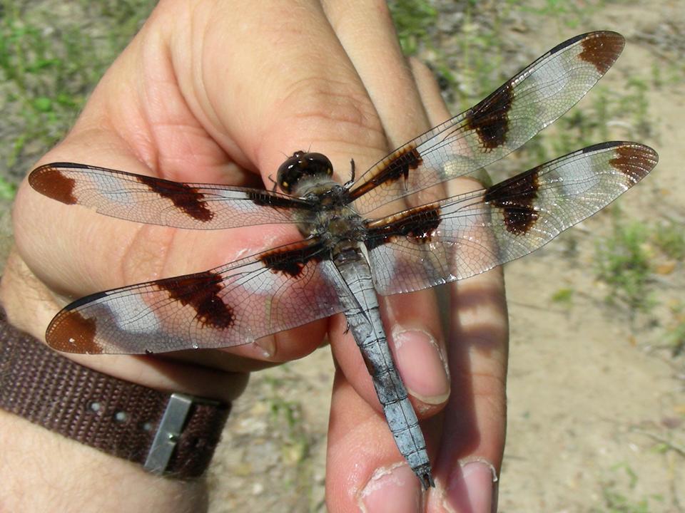 Male Twelve-Spotted Skimmer (Libellula pulchella) NE