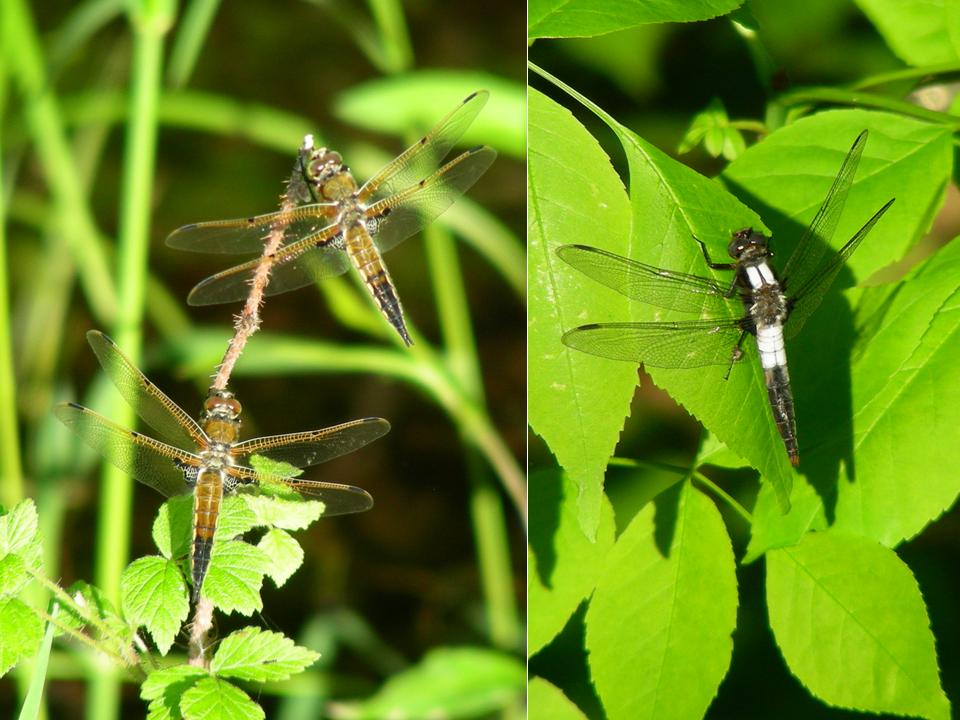 Female and Male Chalk-Fronted Corporal (Libellula julia) WI