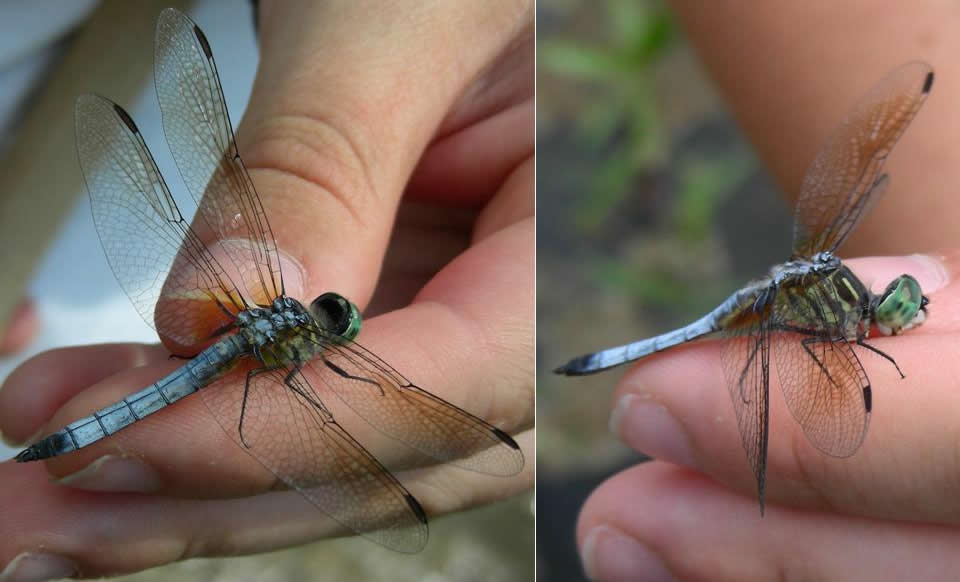 Male Blue Dasher (Pachydiplax longipennis) NE