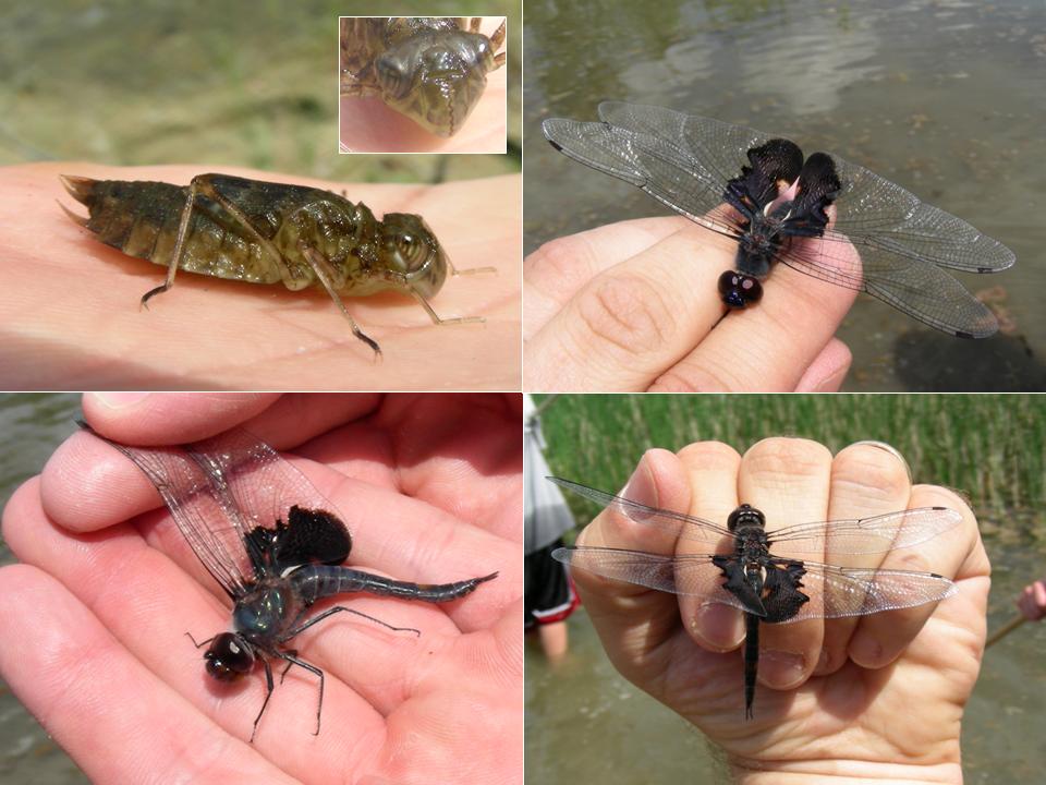 Larva and Male Black Saddlebags (Tramea lacerate) NE