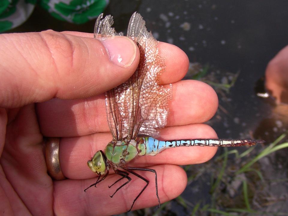 Male Common Green Darner (Anax junius)