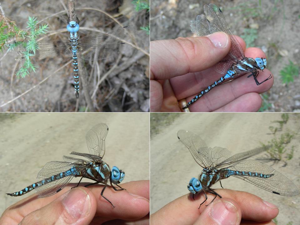 Male Blue-Eyed Darner (Aeshna multicolor) NE