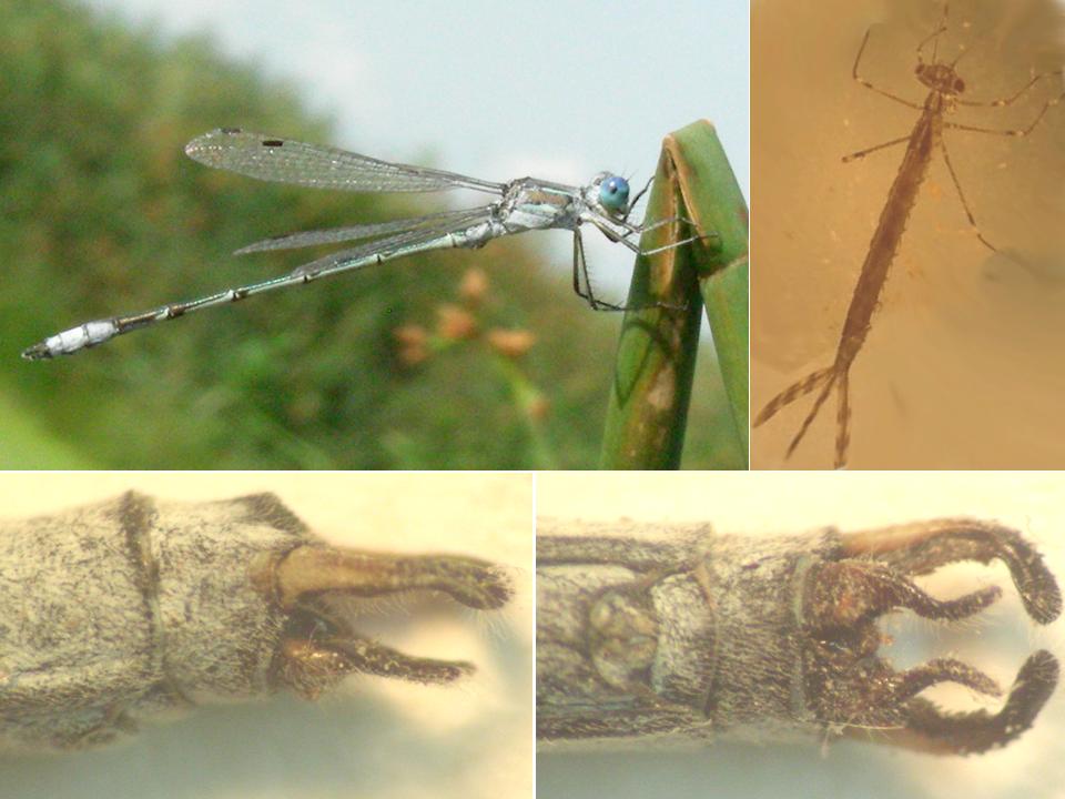 Male and Larva Lyre-Tipped Spreadwing (Lestes unguiculatus) NE