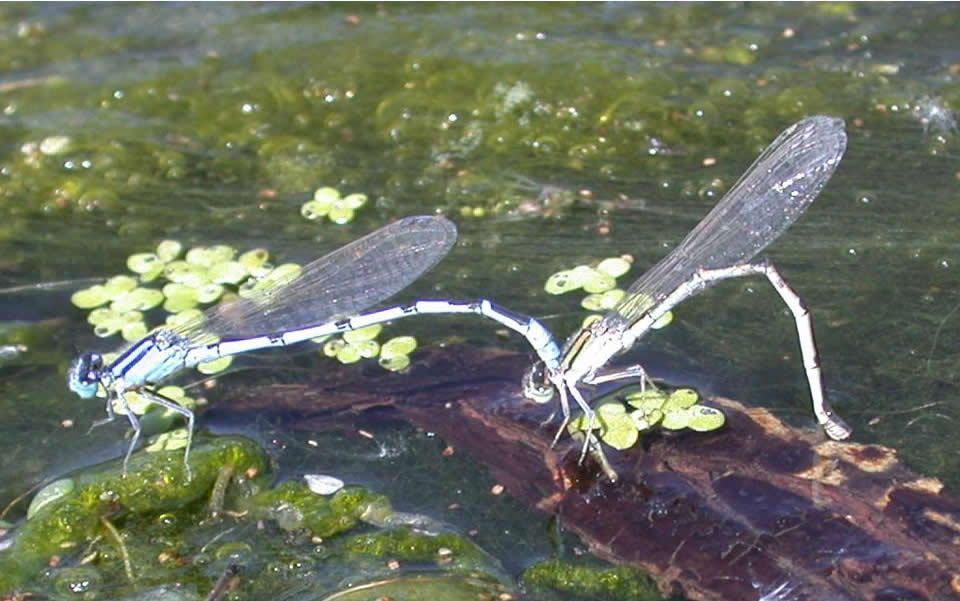 Male and Female Familiar Bluet (Enallagma civile) NE